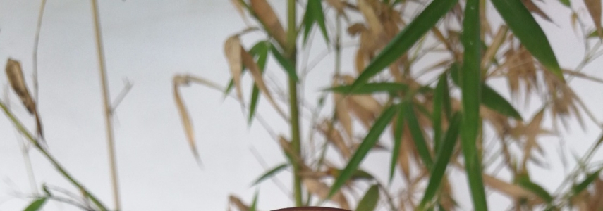 景德镇春山玉品汝瓷杯 已开片