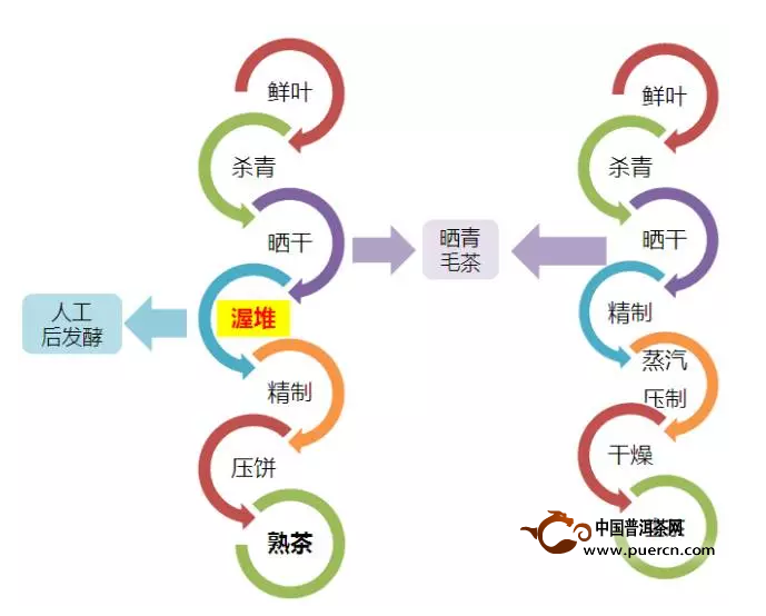 普洱茶究竟属于六大茶类中的哪一类？